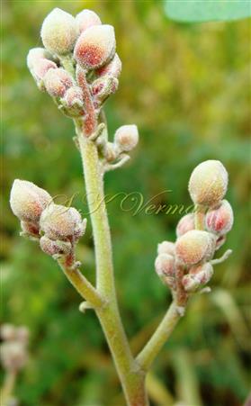  Inflorescence